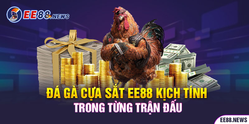 Đá gà cựa sắt kịch tính trong từng phút giây trận đấu