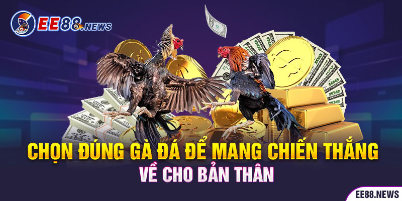 Chọn đúng gà đá mạnh để mang chiến thắng về với bản thân