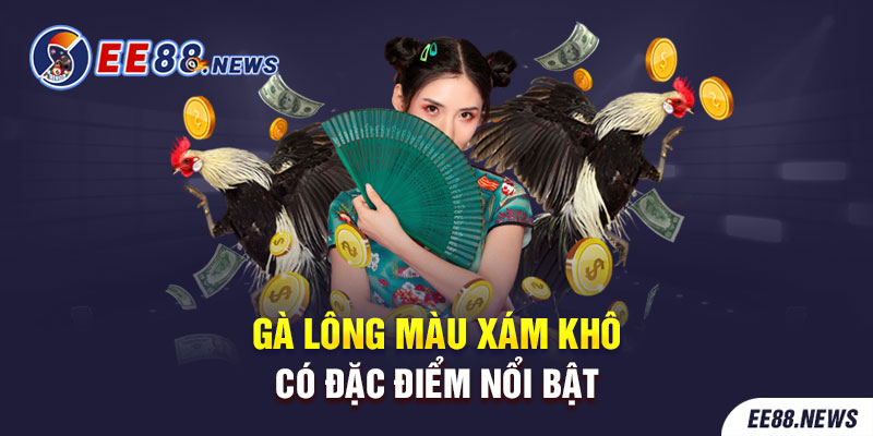 Gà đá lông màu ngủ sắc có đặc điểm nổi bật