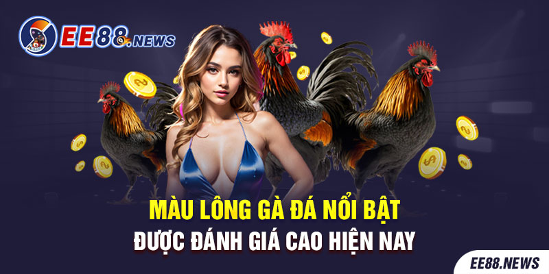 Gà ô điều đứng đầu trong danh sách các màu lông gà chọi hay nhất