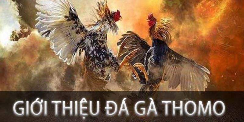 Thông tin giới thiệu tổng quan về đá gà cựa Thomo 